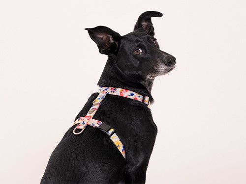 Arnés para perro Magas Talle S