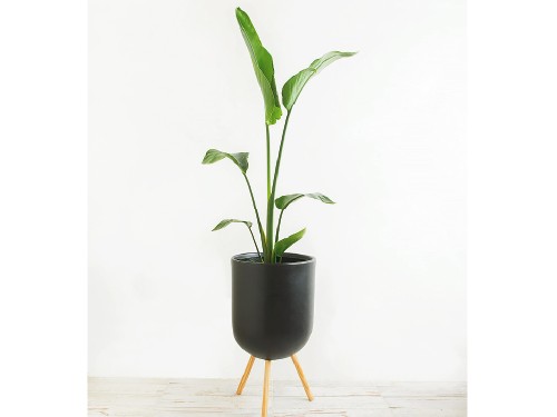 Strelitzia Nicolai con maceta misionera de plástico rotomoldeado