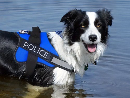 Pretal Arnes Pechera Reforzado Perros Medianos Talle L Práctico