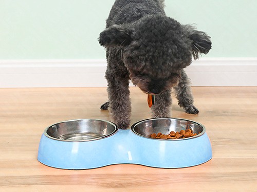 Comedero Doble Bowl Bebedero Perros Gatos Alimento Agua Comida Mascota