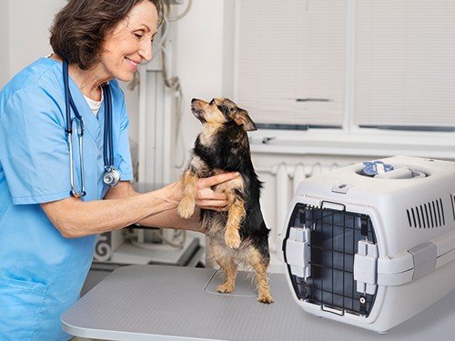 Transportadora Para Mascotas Viajes Resistente Con seguro Colores