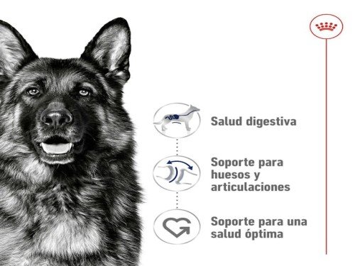 Royal Canin Maxi Adulto 15 Kg Alimento Para Perros De Raza Grande