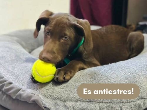 Cama Reversible 80cm Antistress 2 en 1 Verano/Invierno Super Rellena