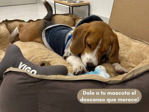 Moises Perro Cama Grande Premium Antistress Lavable Tusor y Corderito