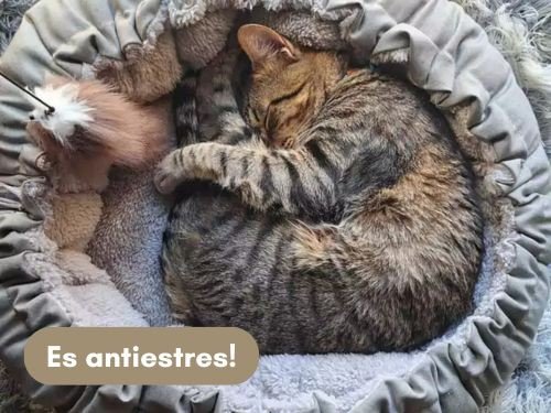 Cama Reversible 60cm Antistress 2 en 1 Verano e Invierno Super Rellena